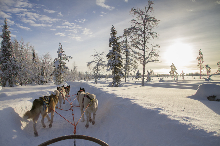 Avontuur in Lapland - Safari met husky's